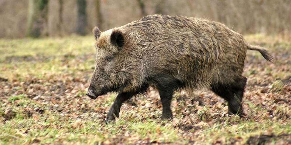 Megállapított afrikai sertéspestis betegség miatti magas kockázatú terület kijelölésének visszavonása