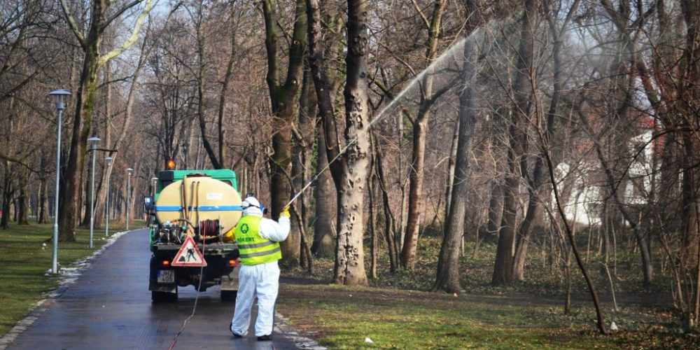 Szövőlepke kártétele elleni permetezés