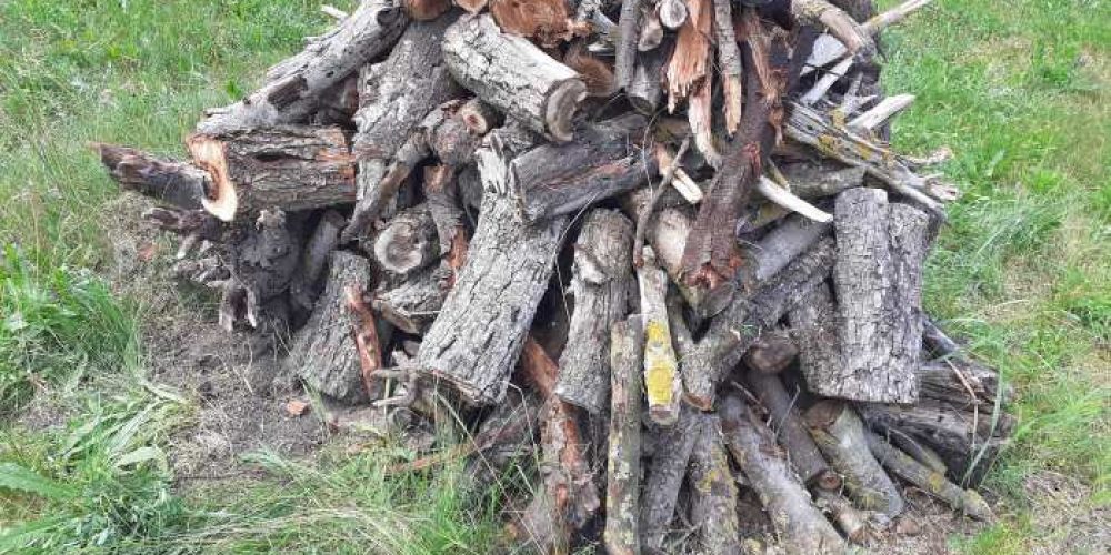 Felhívás ingyenesen elvihető tűzifával kapcsolatban