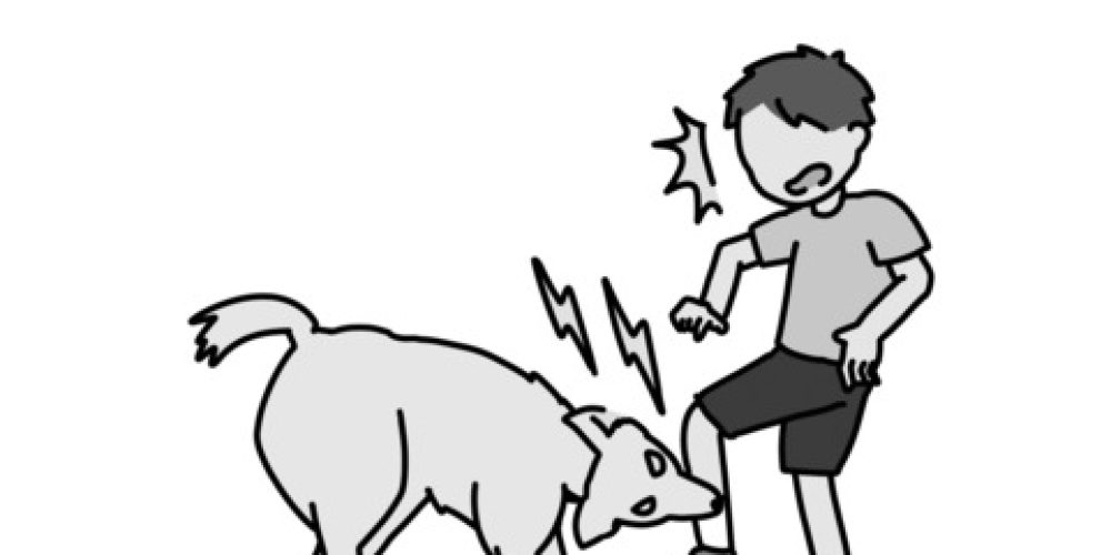 Tájékoztató kutyatámadás esetén szükséges teendőkről